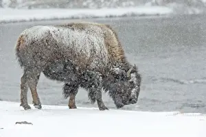 Buffalos Prints: Picture No. 10947627