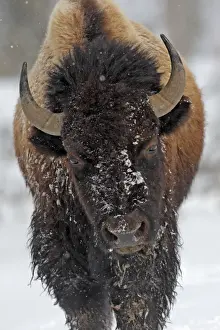 Buffalos Prints: Picture No. 10947630