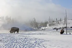 Buffalos Prints: Picture No. 10947632