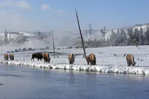 Buffalos Prints: Picture No. 10947633