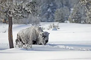 Buffalos Prints: Picture No. 10947636