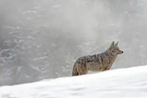Coyotes Prints: Picture No. 10947640