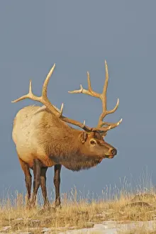 Elks Prints: Picture No. 10947648