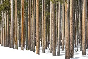 Spruce Prints: Picture No. 10947654