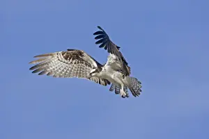 Ospreys Prints: Picture No. 10947665