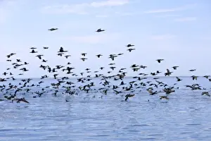 Cormorants Prints: Picture No. 10947695
