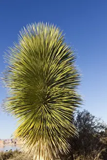 Yuccas Prints: Picture No. 10947736