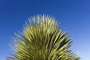 Yuccas Prints: Picture No. 10947737