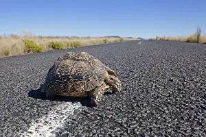 Tortoises Prints: Picture No. 10947766