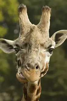 Chewing Prints: Picture No. 10947782