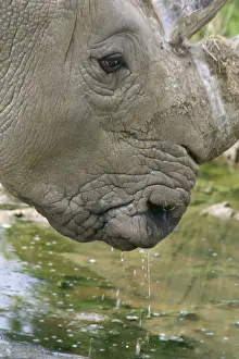 Rhinos Prints: Picture No. 10947785