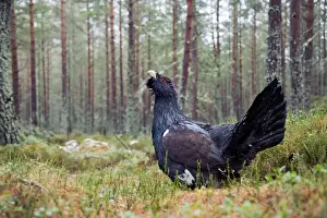 Capercaillies Prints: Picture No. 10947792