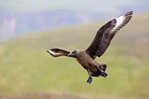 Skuas Prints: Picture No. 10947799