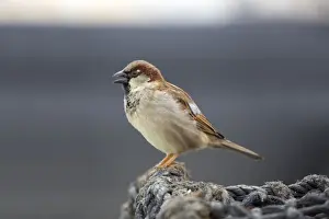 Sparrow Prints: Picture No. 10947811