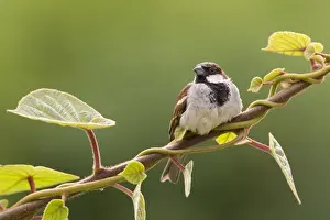 Sparrow Prints: Picture No. 10947812