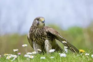 Kestrels Prints: Picture No. 10947814