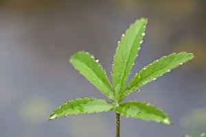 Droplets Prints: Picture No. 10947840