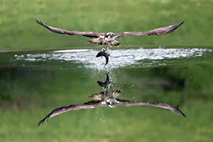 Raptors Collection: Picture No. 10947857