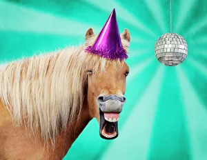 Horse Collection: Picture No. 10947876