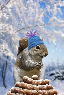 Nuts Prints: Picture No. 10947879