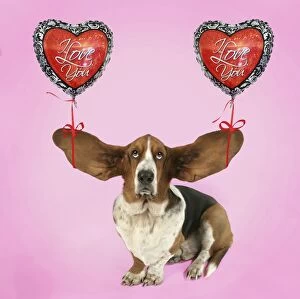 Basset Hound Collection: Picture No. 10947880