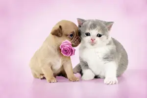 Picture No. 10947887