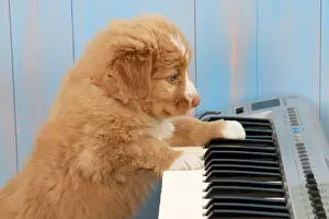 Instruments Prints: Picture No. 10947893