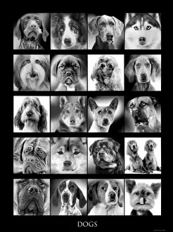 Variety Prints: Picture No. 10947935