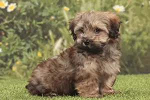 Havanese Prints: Picture No. 10947979