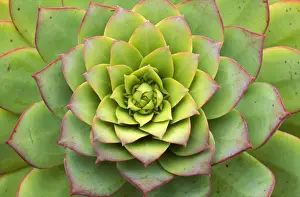 Succulent Prints: Picture No. 10982629
