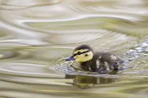 Mallards Prints: Picture No. 10982645
