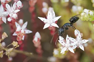 Ants Prints: Picture No. 10982656
