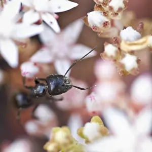 Ants Prints: Picture No. 10982657