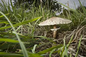 Parasol Prints: Picture No. 10982661