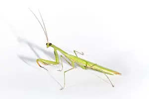 Mantis Prints: Picture No. 10982662