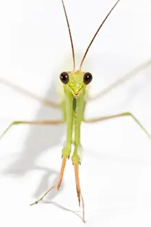 Mantis Prints: Picture No. 10982663