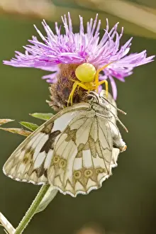 Crab Spiders Prints: Picture No. 10982669
