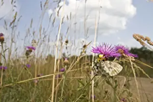 Crab Spiders Prints: Picture No. 10982671