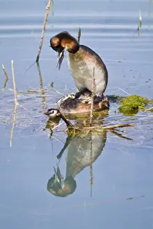 Grebes Prints: Picture No. 10982681