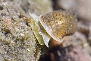 Gastropods Collection: Picture No. 10982685