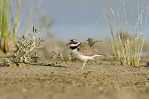 Plovers Prints: Picture No. 10982698