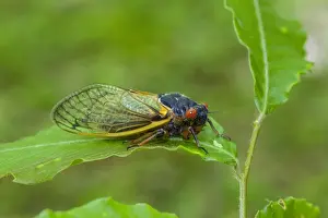 Cicada Prints: Picture No. 10982735