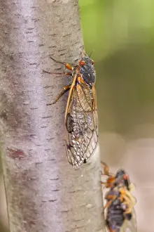 Cicada Prints: Picture No. 10982736
