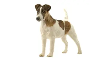 Fox Terriers Prints: Picture No. 10982758