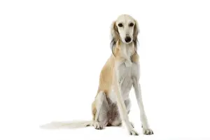 Greyhound Prints: Picture No. 10982769