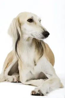 Greyhound Prints: Picture No. 10982773