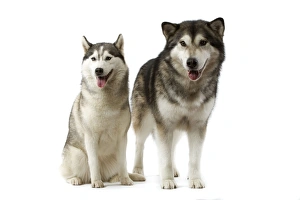 Alaskan Collection: Picture No. 10982787