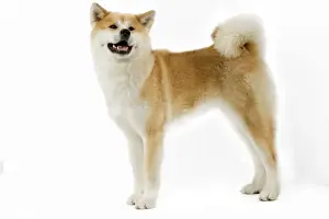 Akita Prints: Picture No. 10982794