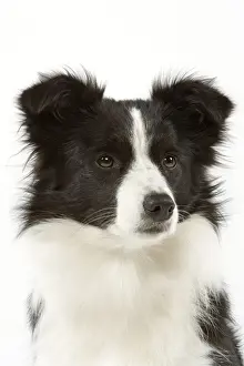 Collie Prints: Picture No. 10982798