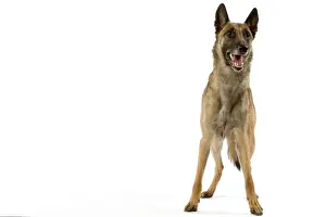 Malinois Prints: Picture No. 10982816